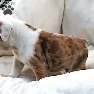 Mistrial, English Bulldog Puppy